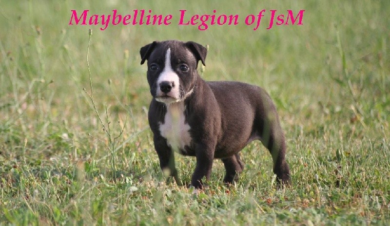 Maybelline Legion of JSM