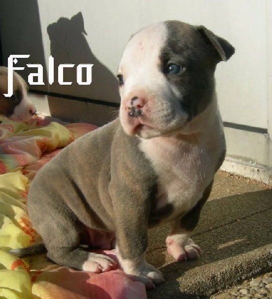 Falco Blue fawn diamond