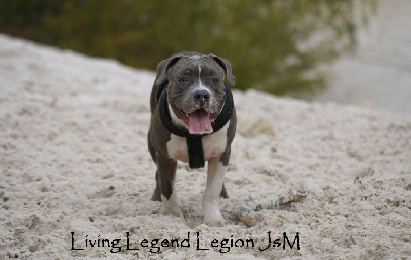 Living legend dit leeroye Legion of JSM