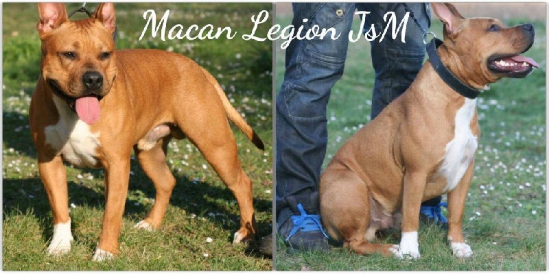 Lyon dit macan Legion of JSM