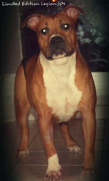 Limited edition dit ladea Legion of JSM